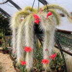 Kaktus (Cleistocactus colademononis) ´MONKEY TAIL´ - dĺžka 30-40 cm. kont. C1L - závesný kvetináč